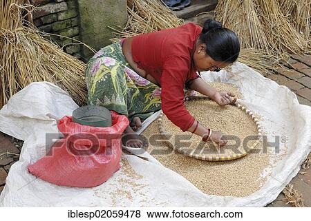 Woman sorting seed corns, Bhaktapur, Kathmandu Valley, Nepal, Asia View Large Photo Image Stock Photo - Woman sorting seed corns, Bhaktapur, Kathmandu Valley, Nepal, Asia. Fotosearch