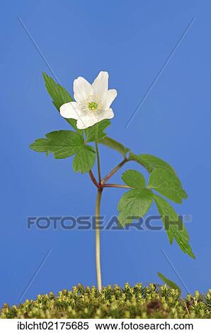 Stock Photography - Wood anemone (Anemone nemorosa), North Rhine-Westphalia, Germany, Europe. Fotosearch