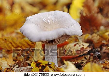 Wood Blewit or Blue Stalk Mushroom (Lepista nuda), North Rhine-Westphalia, Germany, Europe View Large Photo Image Stock Image - Wood Blewit or Blue Stalk Mushroom (Lepista nuda), North Rhine-Westphalia, Germany, Europe. Fotosearch