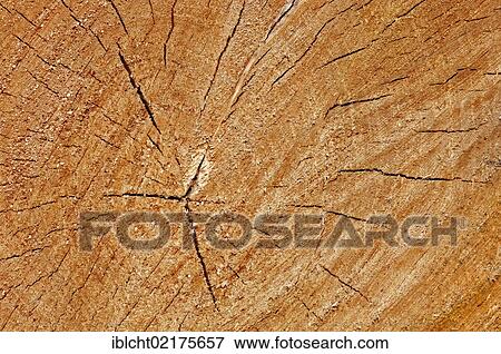 Wood, cross-section of a tree trunk, North Rhine-Westphalia, Germany, Europe View Large Photo Image Stock Photo - Wood, cross-section of a tree trunk, North Rhine-Westphalia, Germany, Europe. Fotosearch
