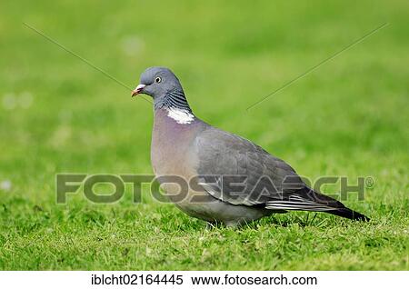 Wood Pigeon (Columba palumbus), North Rhine-Westphalia, Germany, Europe View Large Photo Image Stock Photography - Wood Pigeon (Columba palumbus), North Rhine-Westphalia, Germany, Europe. Fotosearch