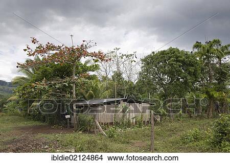 Wooden hut in the village El Naranjo in the northeastern uplands, Nicaragua, Central America, North America View Large Photo Image Picture - Wooden hut in the village El Naranjo in the northeastern uplands, Nicaragua, Central America, North America. Fotosearch