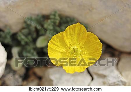 Stock Photo - Yellow alpine poppy (Papaver rhaeticum) (Papaver rhaeticum, Papaver alpinum subsp. Rhaeticum), Provence-Alpes-Cote d'Azur, Southern France, Europe. Fotosearch
