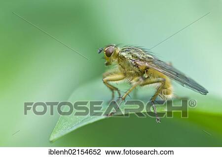 Yellow Dung Fly (Scathophaga stercoraria), Haren, Emsland, Lower Saxony, Germany, Europe View Large Photo Image Stock Image - Yellow Dung Fly (Scathophaga stercoraria), Haren, Emsland, Lower Saxony, Germany, Europe. Fotosearch