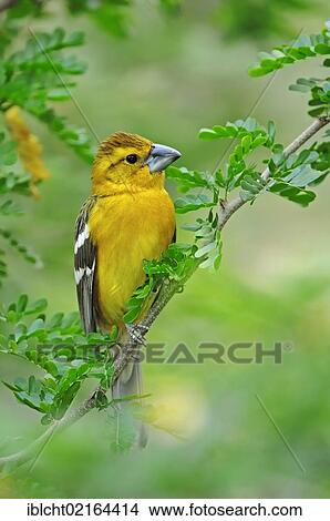 Picture - Yellow Grosbeak or Mexican Yellow Grosbeak (Pheucticus chrysopeplus), female, North American species, captive, North Rhine-Westphalia, Germany, Europe. Fotosearch