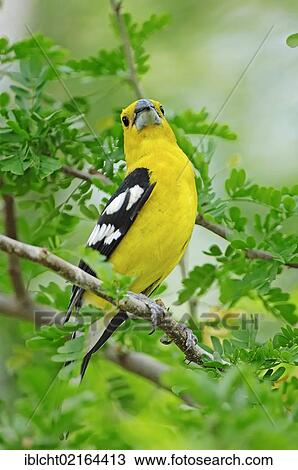 Stock Image - Yellow Grosbeak or Mexican Yellow Grosbeak (Pheucticus chrysopeplus), male, North American species, captive, North Rhine-Westphalia, Germany, Europe. Fotosearch