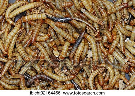 Stock Photograph - Yellow Mealworms (Tenebrio molitor), larvae, captive, Bergkamen, North Rhine-Westphalia, Germany, Europe. Fotosearch