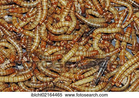 Yellow Mealworms (Tenebrio molitor), larvae, captive, Bergkamen, North Rhine-Westphalia, Germany, Europe View Large Photo Image Stock Photography - Yellow Mealworms (Tenebrio molitor), larvae, captive, Bergkamen, North Rhine-Westphalia, Germany, Europe. Fotosearch