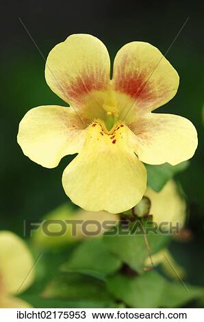 Stock Image - Yellow monkey-flower, Blood-drop emlets, Monkey musk (Mimulus luteus). Fotosearch