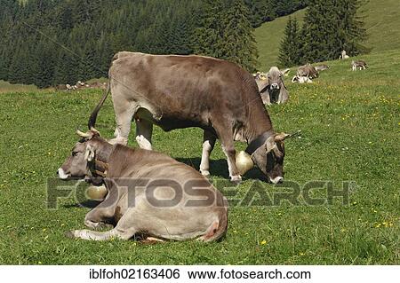 Stock Photograph - Young Cattle (Bos primigenius taurus) grazing in a mountain meadow, Oberstdorf, Allgaeu, Bavaria, Germany, Europe, PublicGround, Europe. Fotosearch
