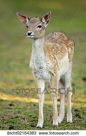Young Fallow Deer (Dama dama), calf, Lower Saxony, Germany, Europe View Large Photo Image Stock Image - Young Fallow Deer (Dama dama), calf, Lower Saxony, Germany, Europe. Fotosearch