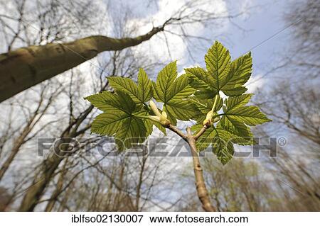 Stock Photo - Young Sycamore (Acer pseudoplatanus), frog perspective, UNESCO World Heritage National Park of Hainich, Thuringia, Germany, Europe. Fotosearch