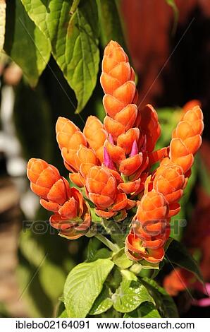 Stock Image - Zebra Plant (Aphelandra sinclairiana), Jardín Botánico de Cienfuegos, Cienfuegos, Cuba, Greater Antilles, Caribbean, Central America, America, North America. Fotosearch