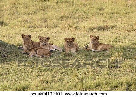 A group of lion (Panthera leo) cubs in the evening light, Maasai Mara National Reserve, Narok County, Kenya, Africa View Large Photo Image Stock Image - A group of lion (Panthera leo) cubs in the evening light, Maasai Mara National Reserve, Narok County, Kenya, Africa. Fotosearch