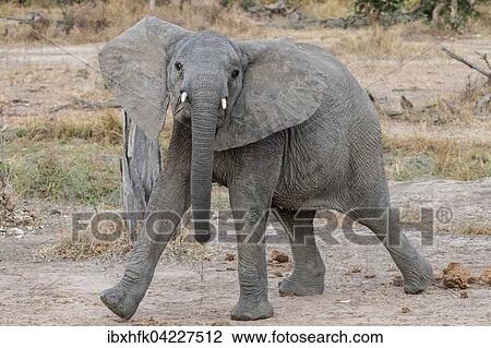 Adolescent African Elephant (Loxodonta africana) in a threatening pose, South Luangwa National Park, Zambia, Africa View Large Photo Image Stock Image - Adolescent African Elephant (Loxodonta africana) in a threatening pose, South Luangwa National Park, Zambia, Africa. Fotosearch