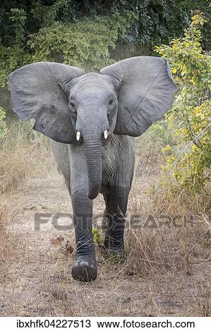 Adolescent African Elephant (Loxodonta africana) in a threatening pose, South Luangwa National Park, Zambia, Africa View Large Photo Image Stock Image - Adolescent African Elephant (Loxodonta africana) in a threatening pose, South Luangwa National Park, Zambia, Africa. Fotosearch