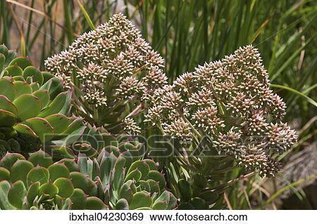 Aeonium percarneum, pink flowers, Gran Canaria, Canary Islands, Spain, Europe View Large Photo Image Stock Photo - Aeonium percarneum, pink flowers, Gran Canaria, Canary Islands, Spain, Europe. Fotosearch