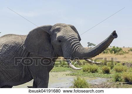 African bush elephant (Loxodonta africana) with trunk raised, Maasai Mara National Reserve, Narok County, Kenya, Africa View Large Photo Image Stock Image - African bush elephant (Loxodonta africana) with trunk raised, Maasai Mara National Reserve, Narok County, Kenya, Africa. Fotosearch