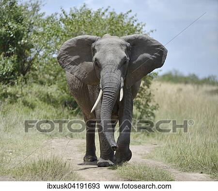 Stock Image - African bush elephant (Loxodonta africana), feint attack, Maasai Mara National Reserve, Narok County, Kenya, Africa. Fotosearch