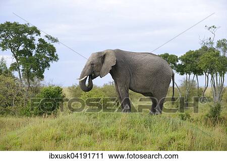 African bush elephant (Loxodonta africana), eating, on a small hill, Maasai Mara National Reserve, Narok County, Kenya, Africa View Large Photo Image Stock Image - African bush elephant (Loxodonta africana), eating, on a small hill, Maasai Mara National Reserve, Narok County, Kenya, Africa. Fotosearch