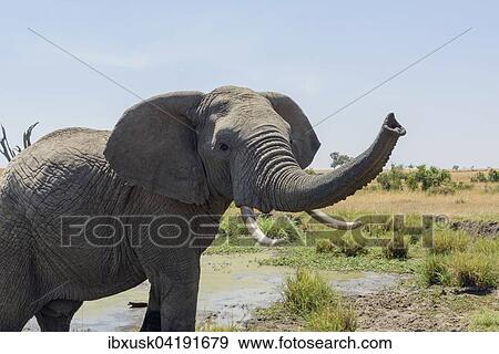 African bush elephant (Loxodonta africana) with trunk raised, Maasai Mara National Reserve, Narok County, Kenya, Africa View Large Photo Image Stock Photo - African bush elephant (Loxodonta africana) with trunk raised, Maasai Mara National Reserve, Narok County, Kenya, Africa. Fotosearch