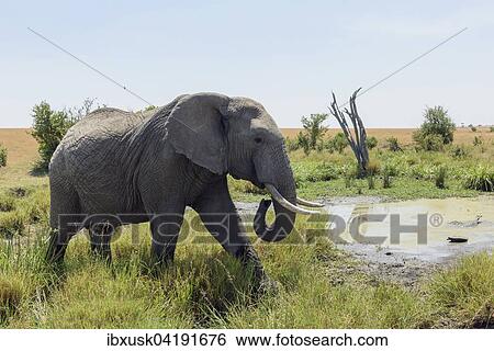 African bush elephant (Loxodonta africana) at a waterhole, Maasai Mara National Reserve, Narok County, Kenya, Africa View Large Photo Image Stock Photograph - African bush elephant (Loxodonta africana) at a waterhole, Maasai Mara National Reserve, Narok County, Kenya, Africa. Fotosearch