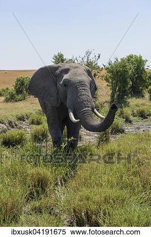 African bush elephant (Loxodonta africana) with trunk raised, Maasai Mara National Reserve, Narok County, Kenya, Africa View Large Photo Image Stock Photography - African bush elephant (Loxodonta africana) with trunk raised, Maasai Mara National Reserve, Narok County, Kenya, Africa. Fotosearch