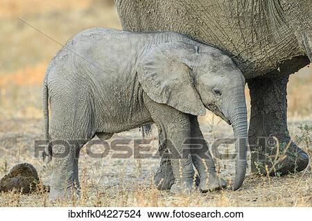 African elephant (Loxodonta africana) young leaning against its mother, South Luangwa National Park, Zambia, Africa View Large Photo Image Picture - African elephant (Loxodonta africana) young leaning against its mother, South Luangwa National Park, Zambia, Africa. Fotosearch
