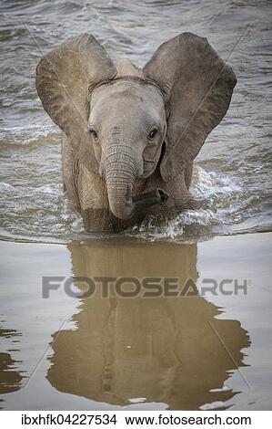 African Elephant (Loxodonta africana) crossing a river, South Luangwa National Park, Zambia, Africa View Large Photo Image Picture - African Elephant (Loxodonta africana) crossing a river, South Luangwa National Park, Zambia, Africa. Fotosearch