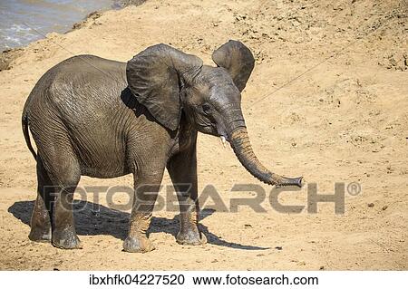 African Elephant (Loxodonta africana) after bathing in a river, South Luangwa National Park, Zambia, Africa View Large Photo Image Stock Image - African Elephant (Loxodonta africana) after bathing in a river, South Luangwa National Park, Zambia, Africa. Fotosearch