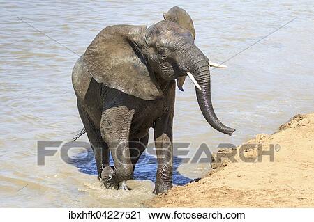 Stock Image - African Elephant (Loxodonta africana) coming out of the water after crossing a river, South Luangwa National Park, Zambia, Africa. Fotosearch