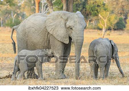 African elephant (Loxodonta africana), young being breastfed by its mother, South Luangwa National Park, Zambia, Africa View Large Photo Image Stock Image - African elephant (Loxodonta africana), young being breastfed by its mother, South Luangwa National Park, Zambia, Africa. Fotosearch