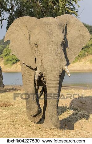 African Elephant (Loxodonta africana) in front of the Luangwa river, South Luangwa National Park, Zambia, Africa View Large Photo Image Stock Image - African Elephant (Loxodonta africana) in front of the Luangwa river, South Luangwa National Park, Zambia, Africa. Fotosearch