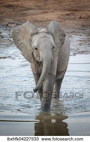 Stock Image - African Elephant (Loxodonta africana) crossing a river, South Luangwa National Park, Zambia, Africa. Fotosearch