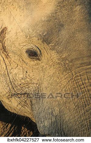 African elephant (Loxodonta africana), closeup, eye, South Luangwa National Park, Zambia, Africa View Large Photo Image Stock Photo - African elephant (Loxodonta africana), closeup, eye, South Luangwa National Park, Zambia, Africa. Fotosearch
