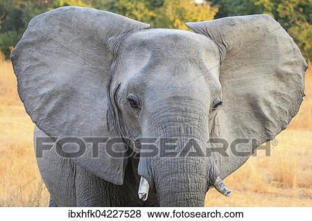 Stock Photo - African elephant (Loxodonta africana), portrait, South Luangwa National Park, Zambia, Africa. Fotosearch