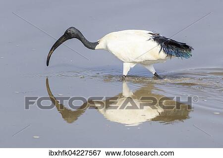 African sacred ibis (Threskiornis aethiopicus), foraging in the water, South Luangwa National Park, Zambia, Africa View Large Photo Image Stock Photo - African sacred ibis (Threskiornis aethiopicus), foraging in the water, South Luangwa National Park, Zambia, Africa. Fotosearch