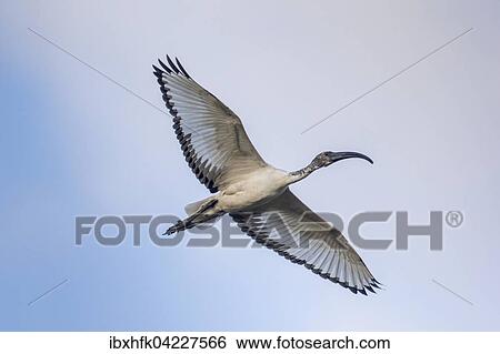 African sacred ibis (Threskiornis aethiopicus), in flight, South Luangwa National Park, Zambia, Africa View Large Photo Image Stock Photograph - African sacred ibis (Threskiornis aethiopicus), in flight, South Luangwa National Park, Zambia, Africa. Fotosearch