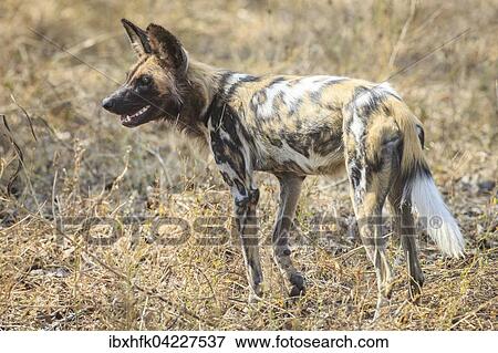 African wild dog (Lycaon pictus) in the bush, South Luangwa National Park, Zambia, Africa View Large Photo Image Stock Photo - African wild dog (Lycaon pictus) in the bush, South Luangwa National Park, Zambia, Africa. Fotosearch