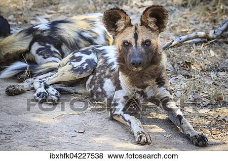 Stock Photo - African wild dog (Lycaon pictus), resting in the shade, South Luangwa National Park, Zambia, Africa. Fotosearch