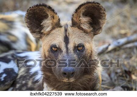 African wild dog (Lycaon pictus), portrait, South Luangwa National Park, Zambia, Africa View Large Photo Image Stock Photo - African wild dog (Lycaon pictus), portrait, South Luangwa National Park, Zambia, Africa. Fotosearch