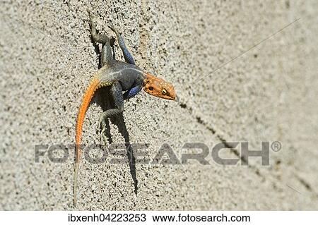 Stock Image - Agama (Agama agama), Windhoek, Namibia, Africa. Fotosearch
