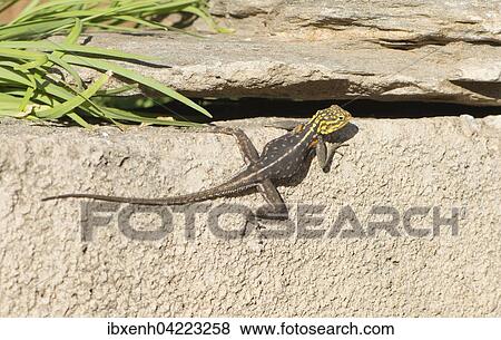 Agama (Agama agama), Windhoek, Namibia, Africa View Large Photo Image Stock Photo - Agama (Agama agama), Windhoek, Namibia, Africa. Fotosearch