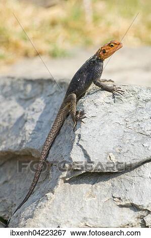 Stock Photo - Agama (Agama agama), Windhoek, Namibia, Africa. Fotosearch