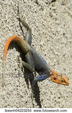 Agama (Agama agama), Windhoek, Namibia, Africa View Large Photo Image Stock Photography - Agama (Agama agama), Windhoek, Namibia, Africa. Fotosearch