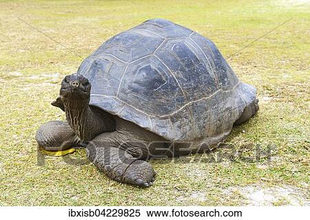 Aldabra giant tortoise (Geochelone gigantea), endemic, Curieuse island, Seychelles, Africa View Large Photo Image Stock Photography - Aldabra giant tortoise (Geochelone gigantea), endemic, Curieuse island, Seychelles, Africa. Fotosearch