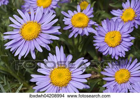 Picture - Alpine Aster (Aster alpinus), prevalent in the Alps, Pyrenees and Tatra. Fotosearch