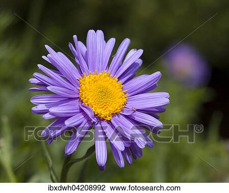 Alpine Aster (Aster alpinus), prevalent in the Alps, Pyrenees, Tatra View Large Photo Image Stock Image - Alpine Aster (Aster alpinus), prevalent in the Alps, Pyrenees, Tatra. Fotosearch