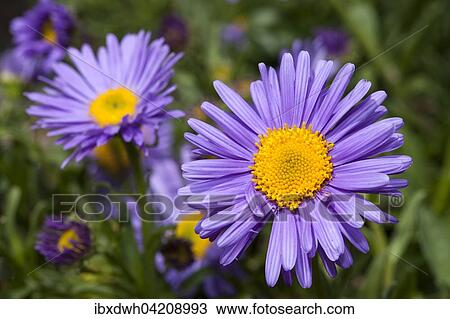 Stock Image - Alpine Aster (Aster alpinus), prevalent in the Alps, Pyrenees, Tatra. Fotosearch