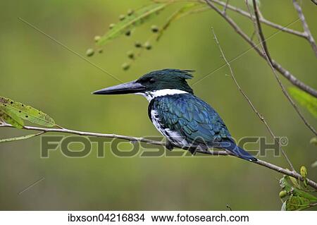 Amazon kingfisher (Chloroceryle amazona), adult on the lookout, in a tree, Pantanal, Mato Grosso, Brazil, South America View Large Photo Image Picture - Amazon kingfisher (Chloroceryle amazona), adult on the lookout, in a tree, Pantanal, Mato Grosso, Brazil, South America. Fotosearch